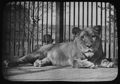 Foto LÖWIN IM ZOO KÄFIG UM 1890 VIKTORIANISCH ANTIK Magische Laterne Dia