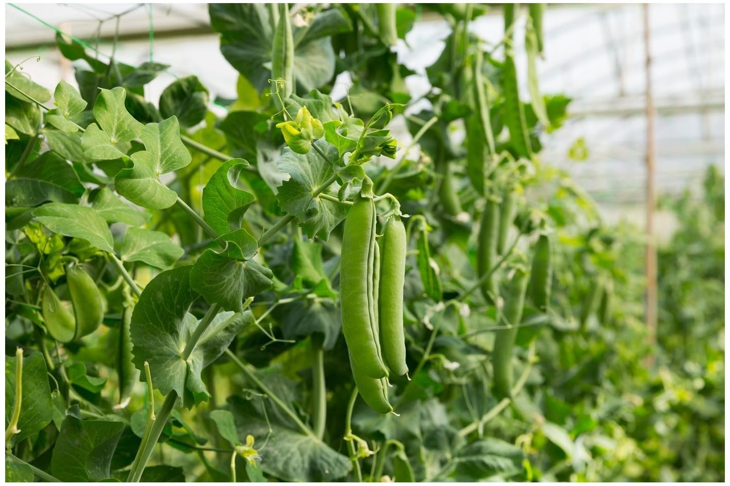 PREMIER SEEDS DIRECT - Pea - Alderman - 250 Finest Seeds - Main Crop - green