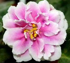 African Violet PLANT ~ MUSIC BOX DANCER (Sorano) Big Double Blooms! Young Plant