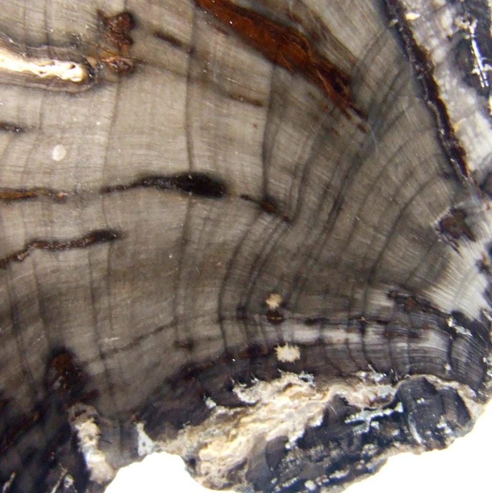 Fossil Petrified Wood Slice Madagascar Polished 4.5cm x 3cm 15g - Image 4 of 4