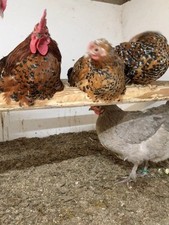 12 Bruteier reinr. Chabo in porzellanfarbig aus Hobbyzucht abzugeben.