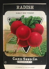 1920s Litho Antique Vintage Card Seed Co. Packet Pack Radish early read Turnip