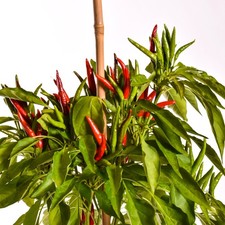 3x Hot Chilli Pepper Takanotsume – Plug Plants READY NOW – x3 Plants
