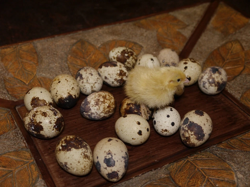 JUMBO WHITE TEXAS A&AMP;M 30 Jumbo white coturnix hatching eggs