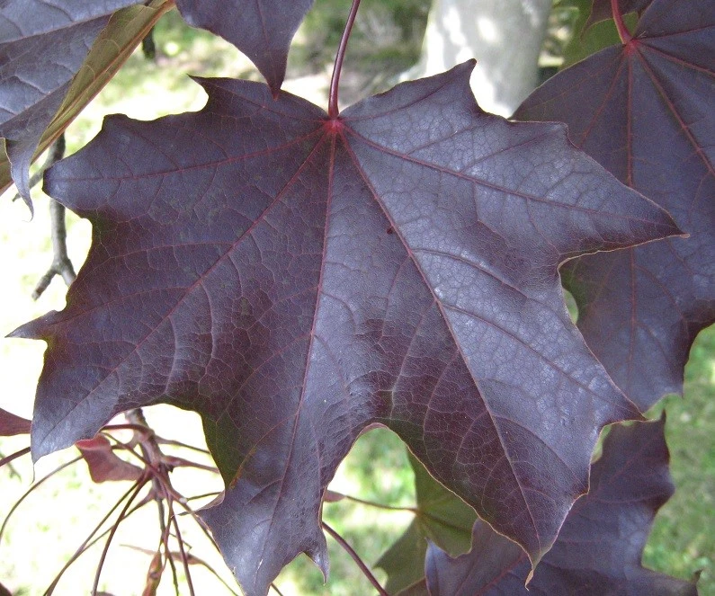 1X 5-6FT LARGE ACER CRIMSON KING TREE - SPECIMEN MAPLE - PURPLE LEAF COLOUR 7.5L - Image 4 of 4