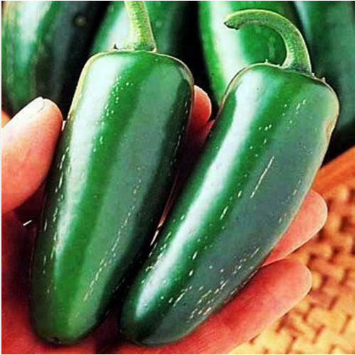 JALAPEÑO GIGANTE, 25 semillas de chile + GRATIS - Imagen 1 de 1