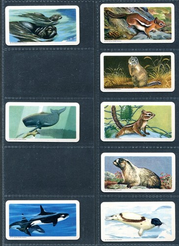 BROOKE BOND CANADA 1962 SET OF 48 "ANIMALS OF NORTH AMERICA" ROLLAND TEA CARDS - Picture 9 of 10