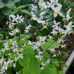plant food fertilizer Good Dirt Plant Food | 15 Ounce main image 1