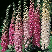 6 Foxglove Digitalis Excelsior Mixed Herbaceous Perennial Plug Plants