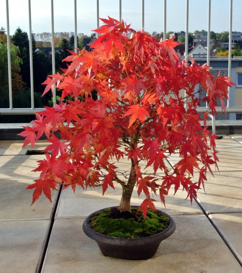 Japanese Maple Bonsai Acer palmatum Japanese maple bonsai live plant  or seeds - Image 2 of 4