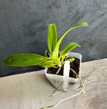 Aerides odorata orchid vanda Live orchid Plant