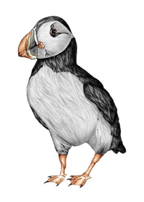 Little Puffin PREMIUM POSTER FILM PRINT HIGH QUALITY Thick paper