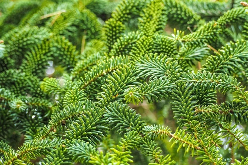 20 FRASER FIR Tree Abies Fraseri Christmas Tree Southern Balsam Fir Native Seeds - Picture 3 of 16