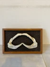 Genuine Shark Jaws Teeth From 1 Metre Shark