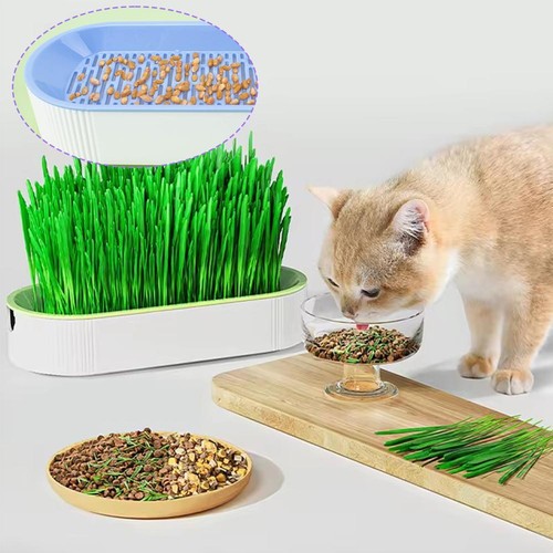 Cat Grass Planting Box Plant Growing Kit Hydroponic Cat Grass Soil-Free Planter. - Picture 3 of 15
