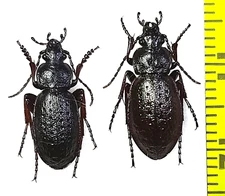 Carabidae, Carabus (Diocarabus) slovtzovi bargusinensis pair A1, E. Russia
