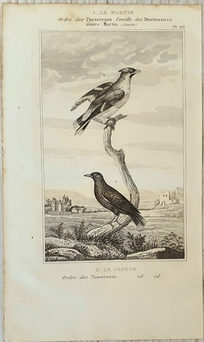 Lithograph Art Print Engraving Bird Buffon Antique