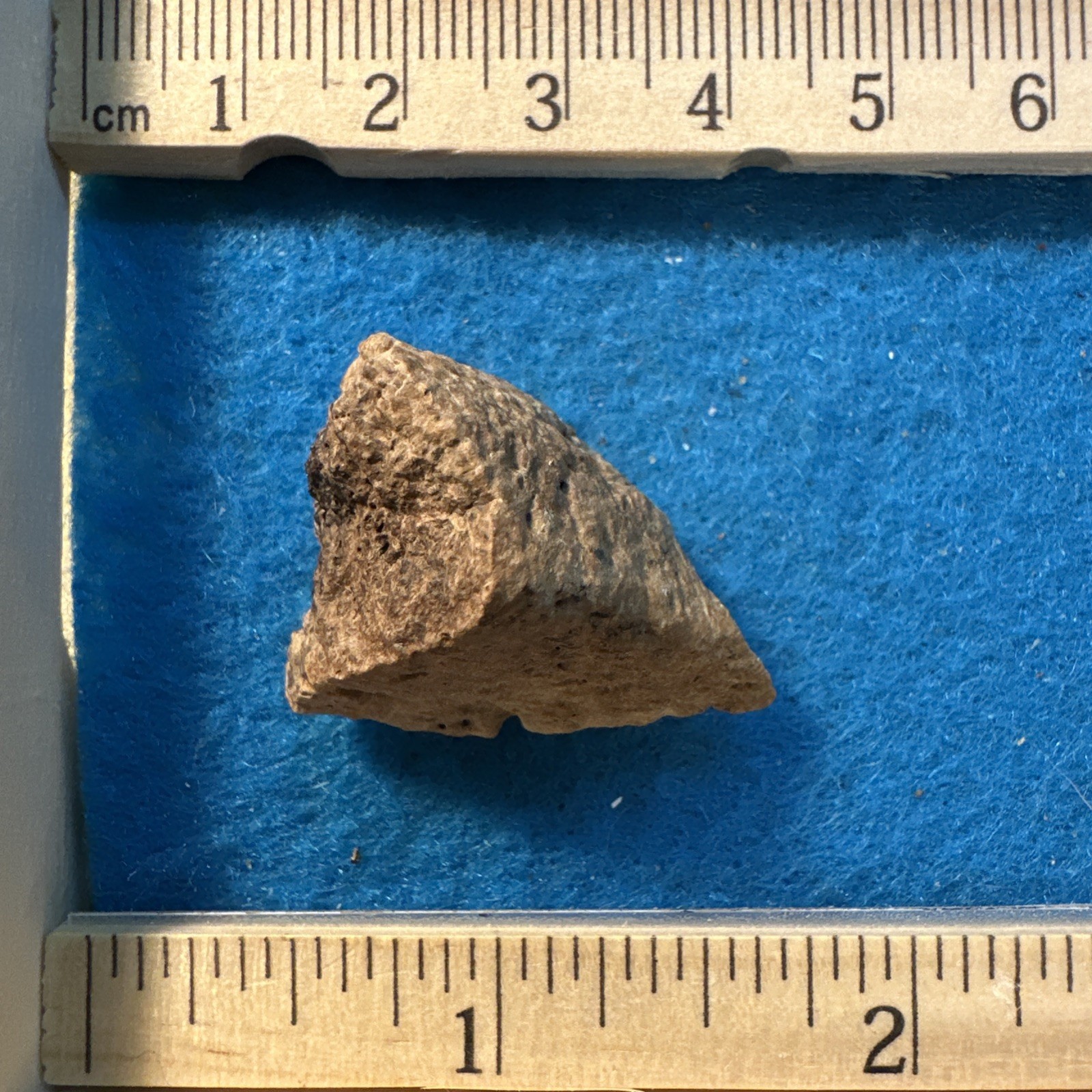 Ankylosaurus Extinct Dinosaur Partial Armor Scute Fossil in Display Case