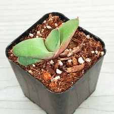 Succulent Live Plant - Gasteria - Live Plants In 2" Pot