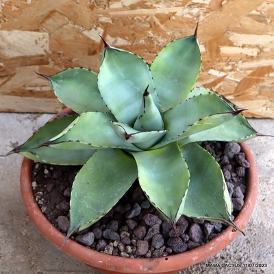 D1807 AGAVE PARRYI TRUNCATA pot30-H21-W34 cm MaMa Cactus