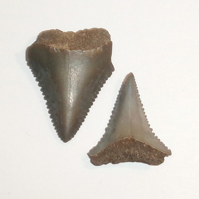#ad Great White Shark Teeth Fossils from North Carolina with COA $21.99