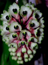 Dendrobium smilliae Pink Yellow White Green Bloom Size Orchid Species 4” Pot