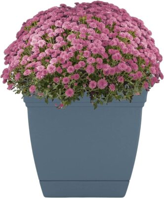 hanging basket plants Alocasia 'Tiny Dancers' main image 0