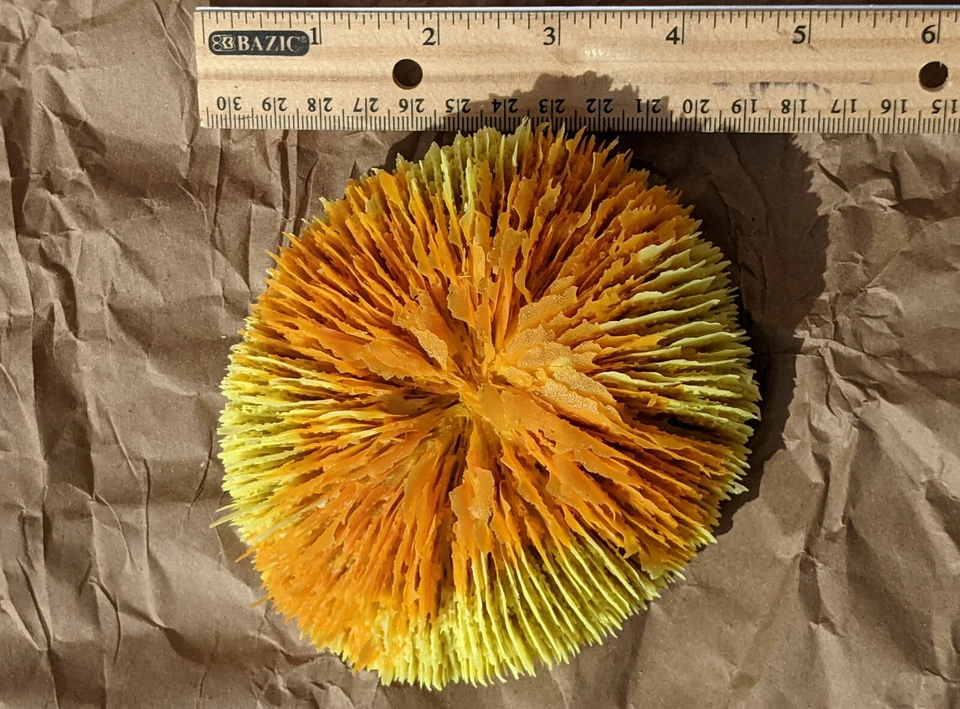 3 Peceras Coral Forma Disco Resina Nuevo Foto 4 de 4