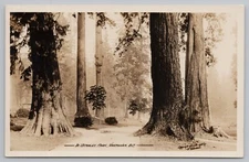 Real Photo Postcard Stanley Park Vancouver BC Canada Cedar Trees c1940  RPPC