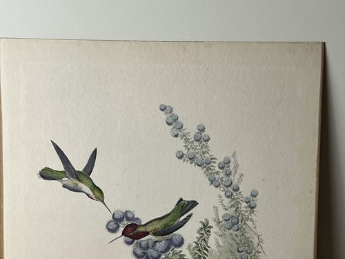 J. Gould and HC Richter, Hullmandel & Walton, Imp - Litho of CALYPTE ANNE - Picture 7 of 7