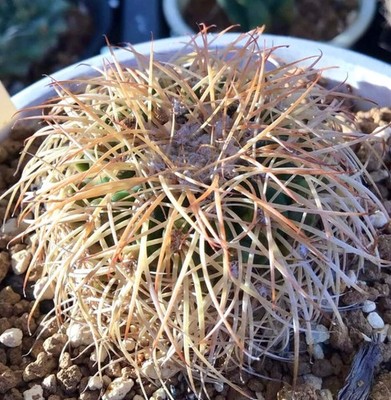 Discocactus bahiensis (Vereda do Mairi) SEEDS - Rare Cactus SEEDS