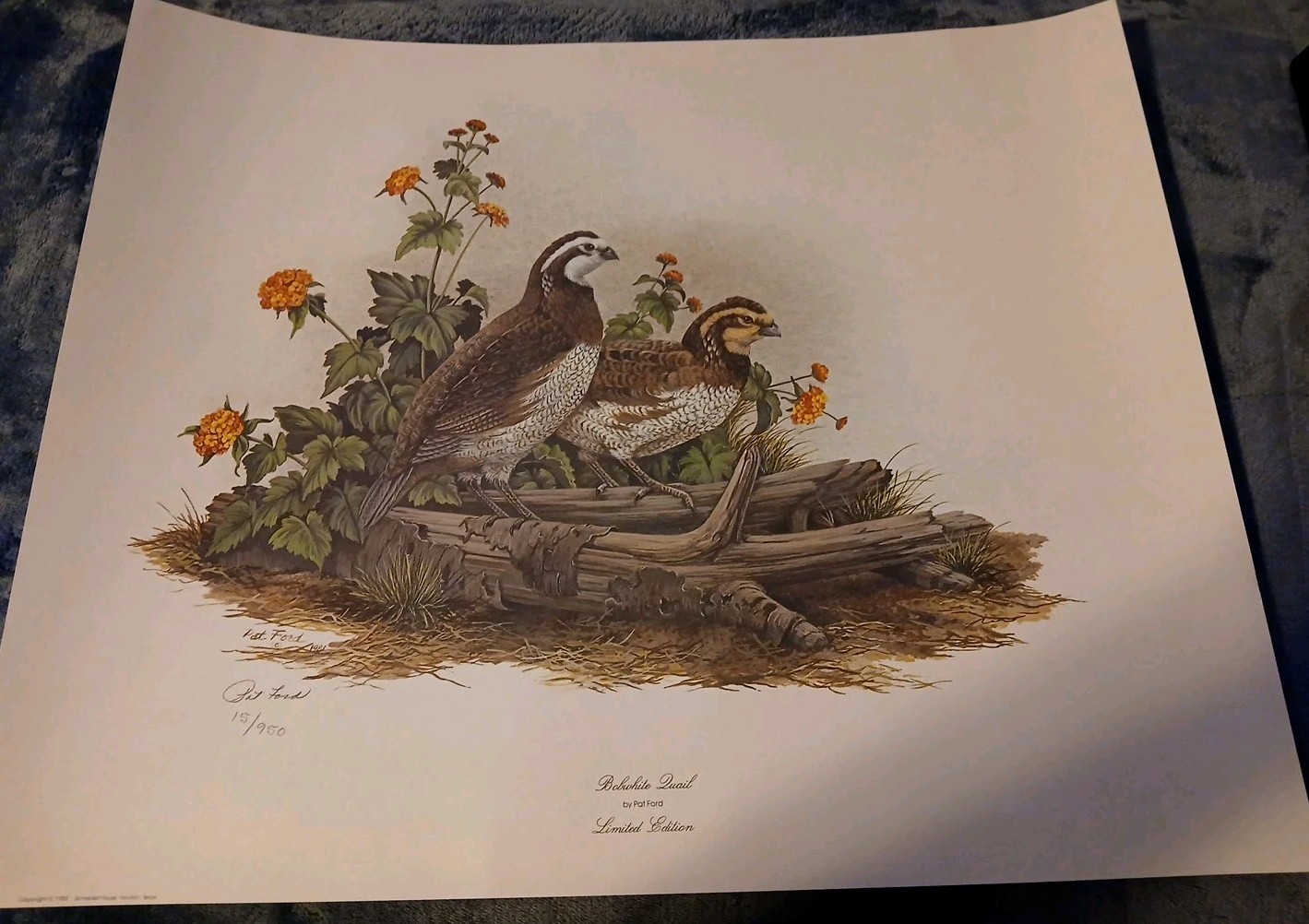 Vtg 1981 Bobwhite Quail Print By Pat Ford Signed & Numbered #15/950 22”x18”