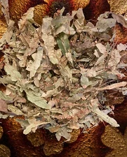 Linden Leaf Flowers Dried European 1  - 64 oz. Natural Premium Free Shipp.