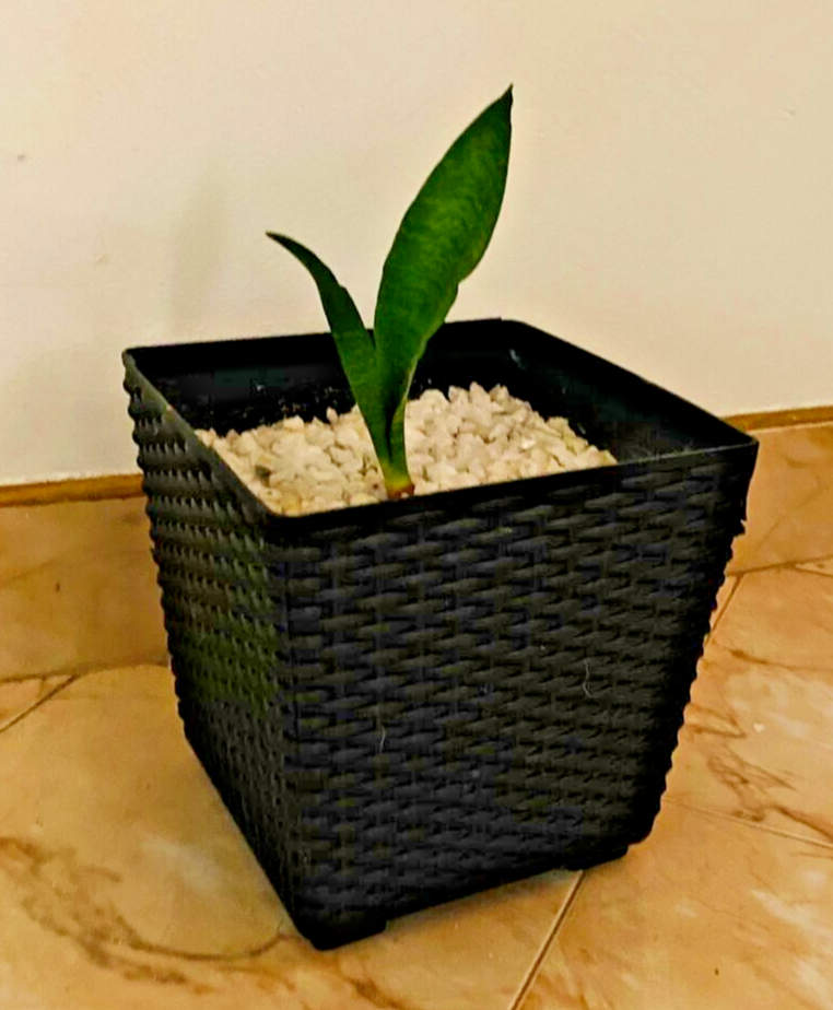 soil mix for fiddle leaf fig Fiddle Leaf Fig and Ficus Imperial Potting Soil Mix Standard Bag