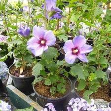 Hardy "Blue Bird" Hibiscus