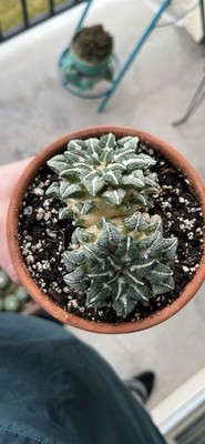Rare Dicot Ariocarpus Cactus Succulent Plant Rooted Live Plant Live  Succulent | eBay