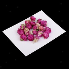 20 St&uuml;ck getrocknete gepresste Blumen Gomphrena Globosa f&uuml;r DIY