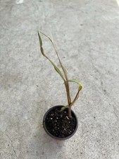 1 Sugarcane Plant With Pot Sweet Juicy Ready To Plant