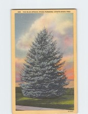 Postcard The Blue Spruce (Pieca Pungens) Utah's State Tree, Utah