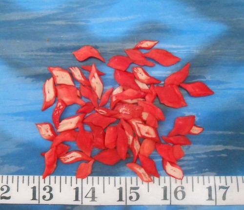 ~ Gar Scales ~ Bright-Red Mix ~ 50+ ~ Medium ~ Shellcraft ~ Sailors Valentines ~ - Picture 3 of 4