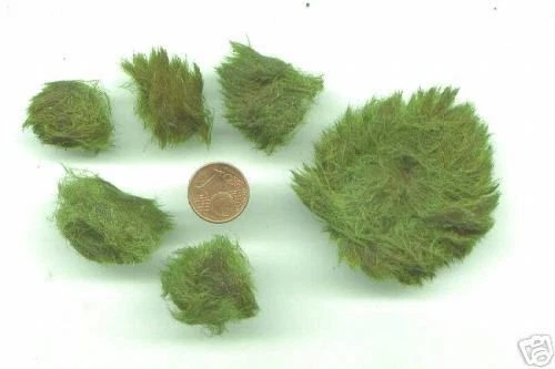 Jetzt pflanzen ! Wassergras Wasserrasen Gras für den Teich grüne Teichpflanzen - Bild 2 von 3