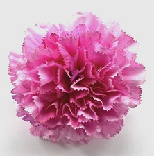 Large Deluxe 4.5" Variegated Pink Carnation Silk Flower Hair Clip #1