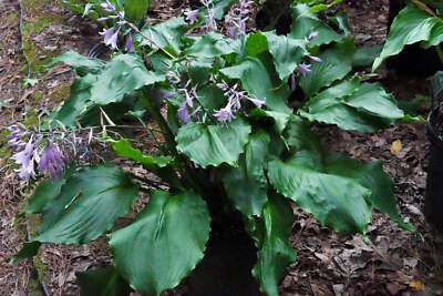 Hosta Mercy Me Perennial Shade Plant Shiny Wavy Leaves!
