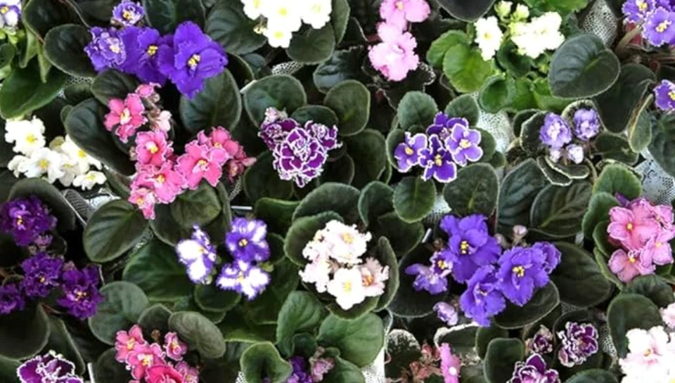 Juego de 8 plantas vivas violetas africanas Saintpaulia flores de interior en macetas de 4 pulgadas Foto 3 de 3