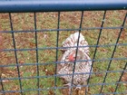 Rare Chocolate Silver Laced English Orpingtons Hatching Eggs 10 Pack.  — photo 5