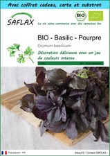 SAFLAX Kit cadeau - BIO - Basilic - Pourpre - 400 graines - Ocimum