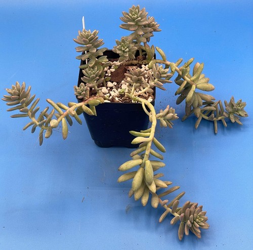 Sedum Hopkins - Ships in 3.5” pot - Rock Gardens, Hanging Baskets, Ground Cover - Picture 2 of 5