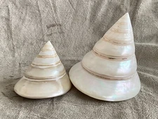Lot of 2 TROCHUS NILOTICUS MOTHER OF PEARL Shell Seashells Beach Decor