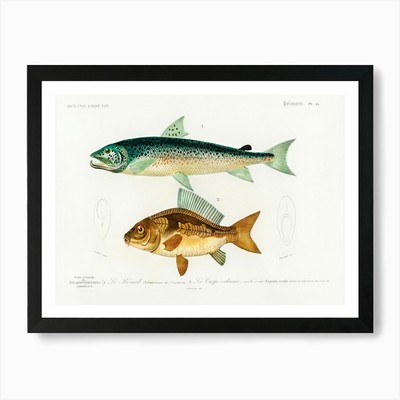 Salmo Hamatus And Cyprinus Carpio,  Framed Wall Art Poster Canvas Print Picture