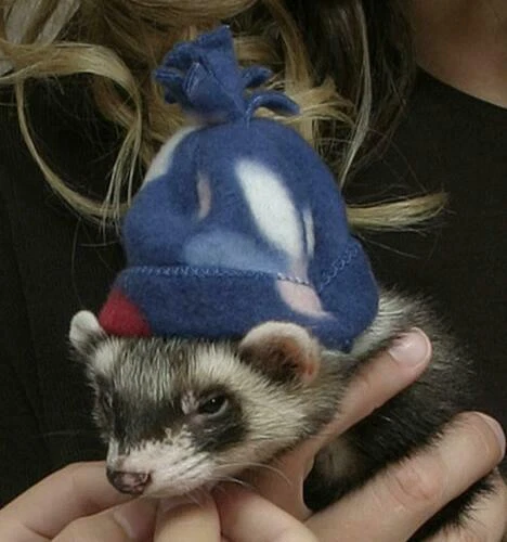 Articles multicolores pour petit animal et rongeur